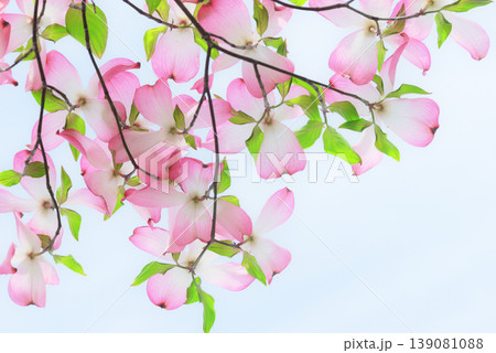 ハナミズキ 白 花 はなみずきの写真素材 - PIXTA