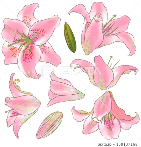ゆり ユリ 花 花びらのイラスト素材 - PIXTA