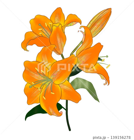 ゆり ユリ 花 花びらのイラスト素材 - PIXTA