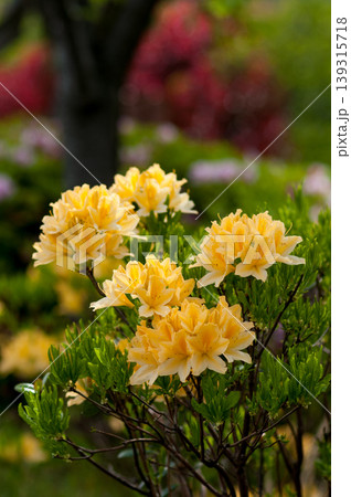 黄色蓮華つつじ 黄色い花の写真素材 - PIXTA