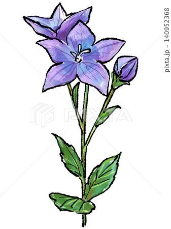 キキョウ 花 水彩画 水彩のイラスト素材 - PIXTA