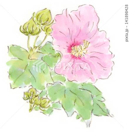 芙蓉 水彩 桃色 花のイラスト素材 - PIXTA